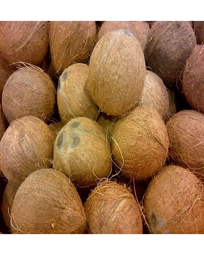 Fully Husked Coconuts-2
