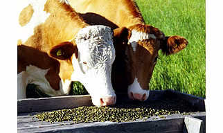 Animal Fed &  Fodder