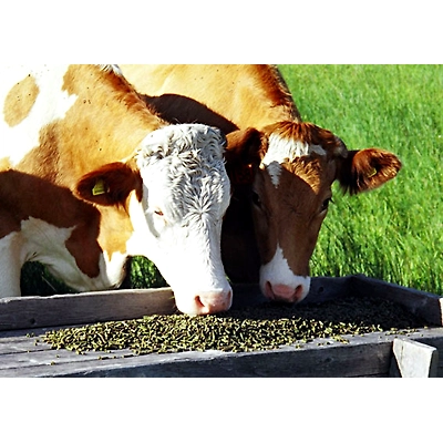 Animal Fed & Fodder