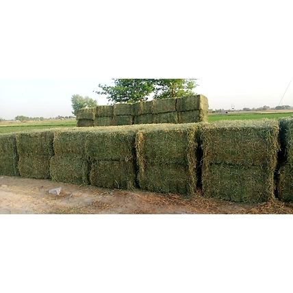 Animal Fed &amp;  Fodder-1