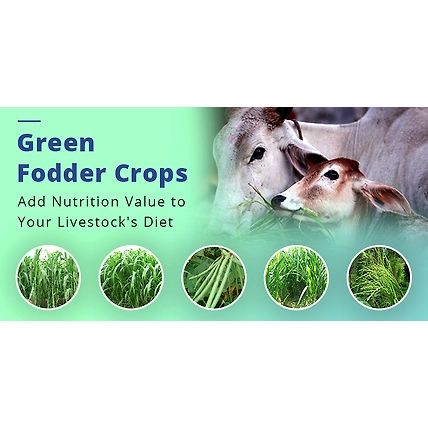 Animal Fed &amp;  Fodder-4