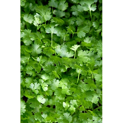 Premium Coriander Powder-3