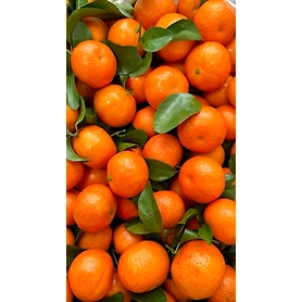 Mandarin/ Oranges