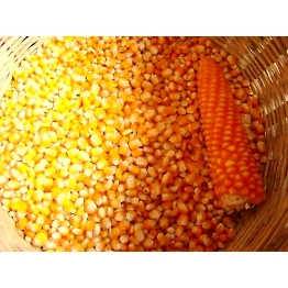Corn Animal Feed