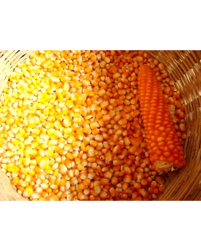 Corn Animal Feed-3