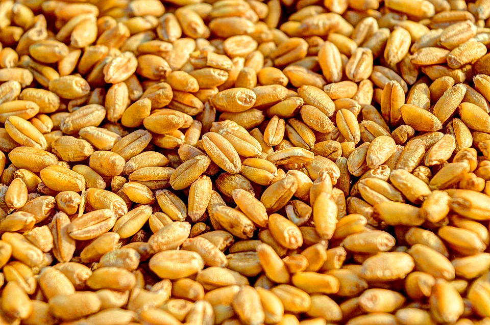 Wheat image 1
