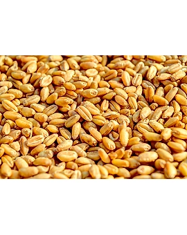 Wheat