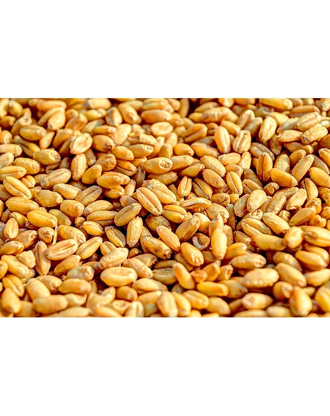 Wheat-MCDC-02