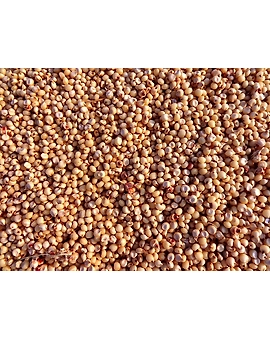 Jowar