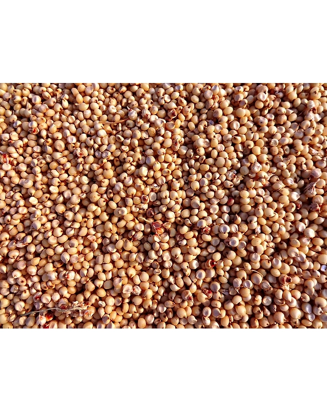 Jowar-MCDC-04