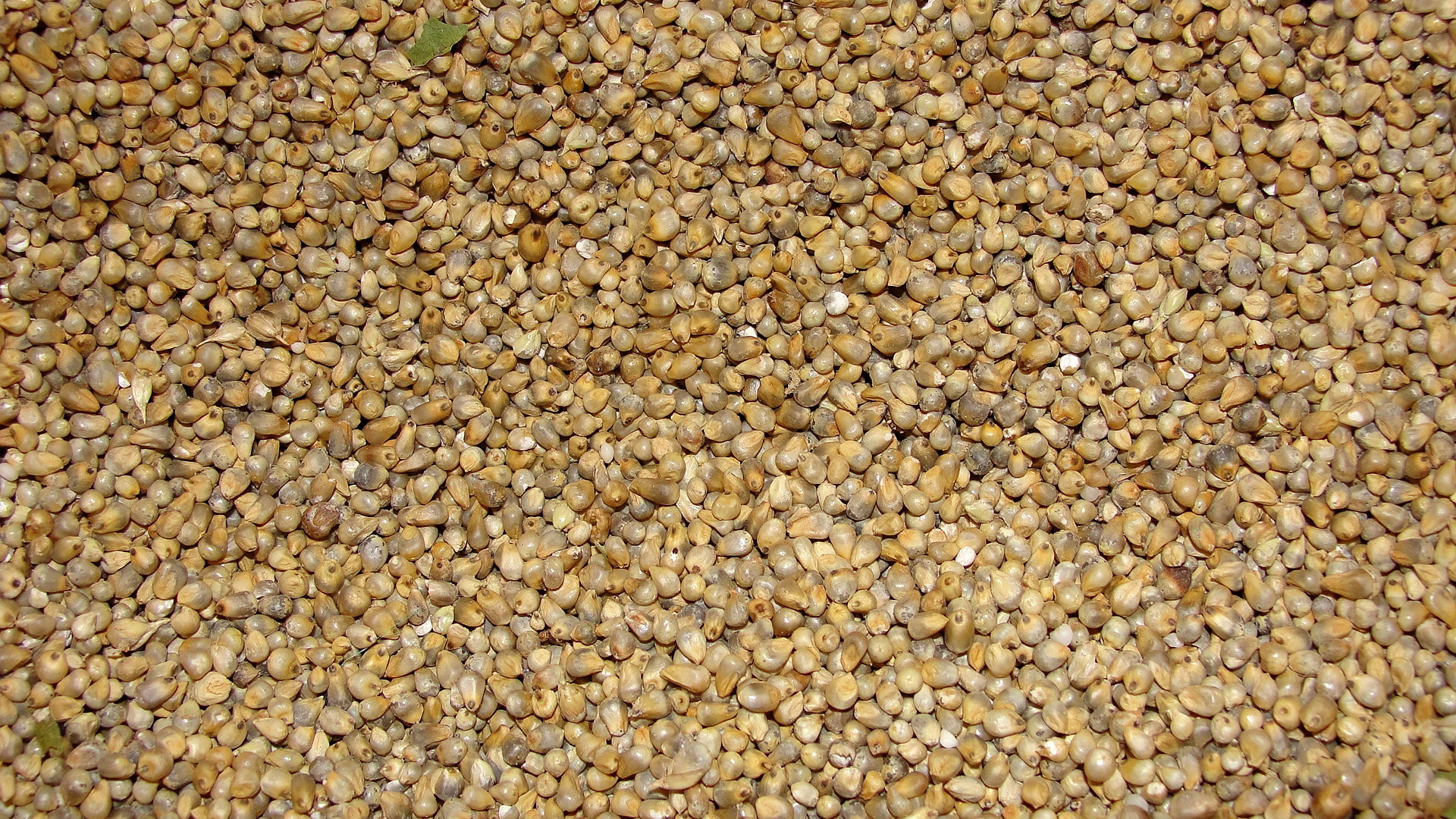 Bajra image 1