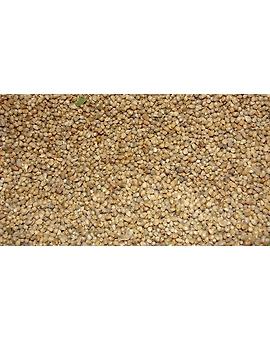 Bajra