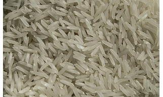 Rice