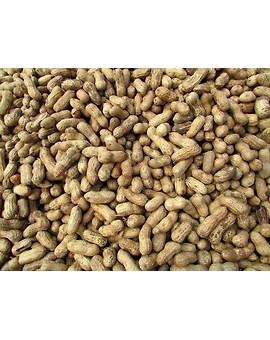 Ground-Nut