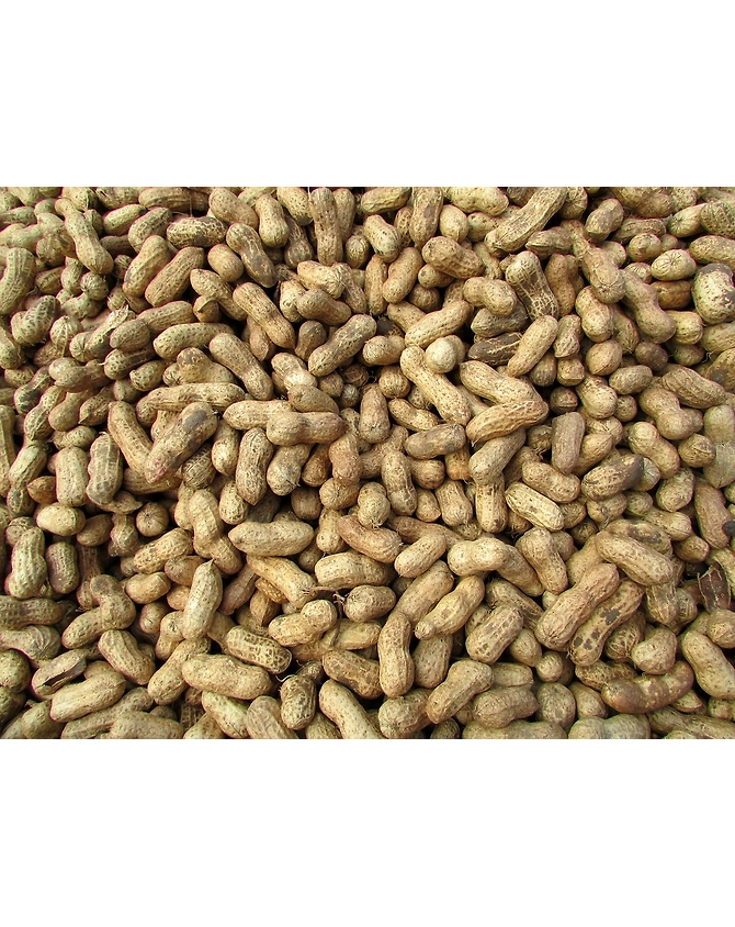 Ground-Nut-MCDC-66