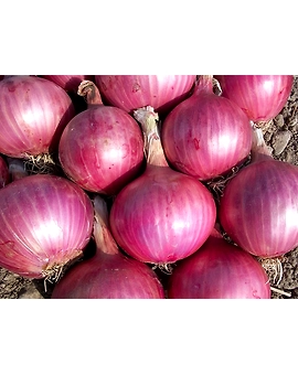 Onion