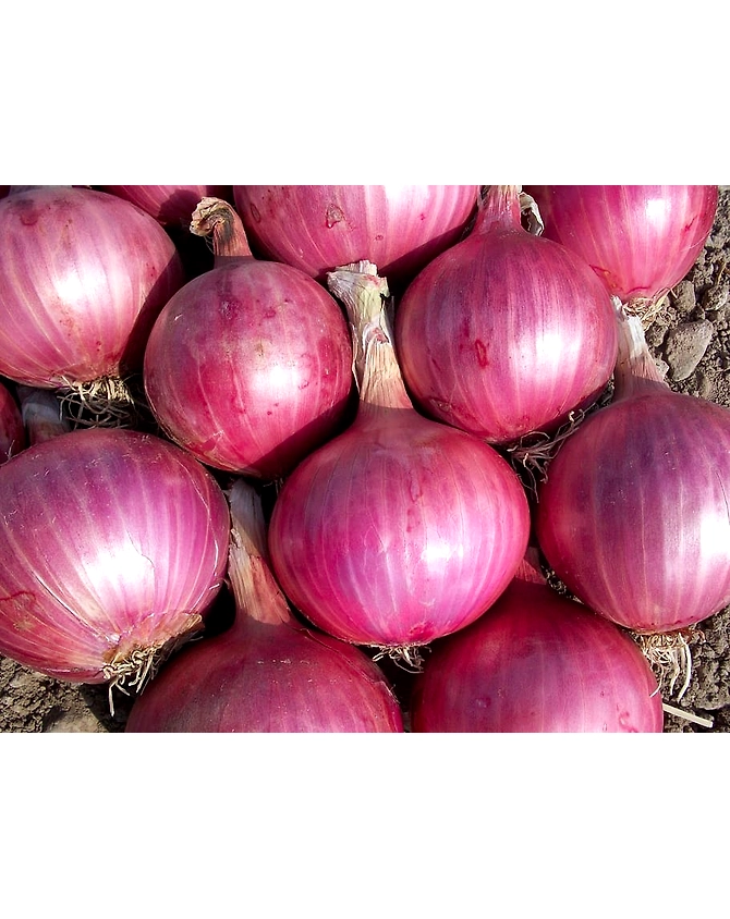 Onion-MCDC-186