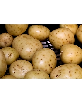 Potato