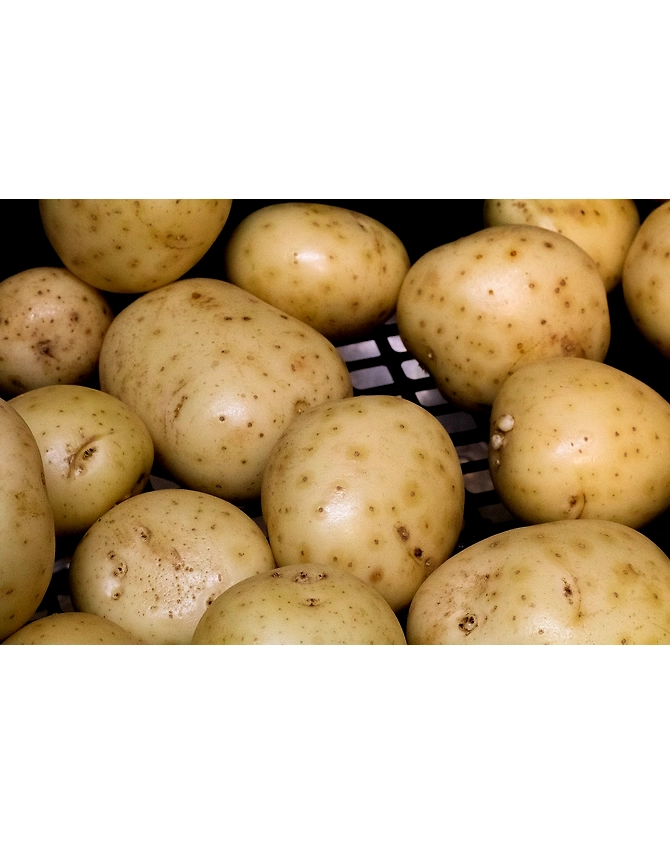 Potato-MCDC-187