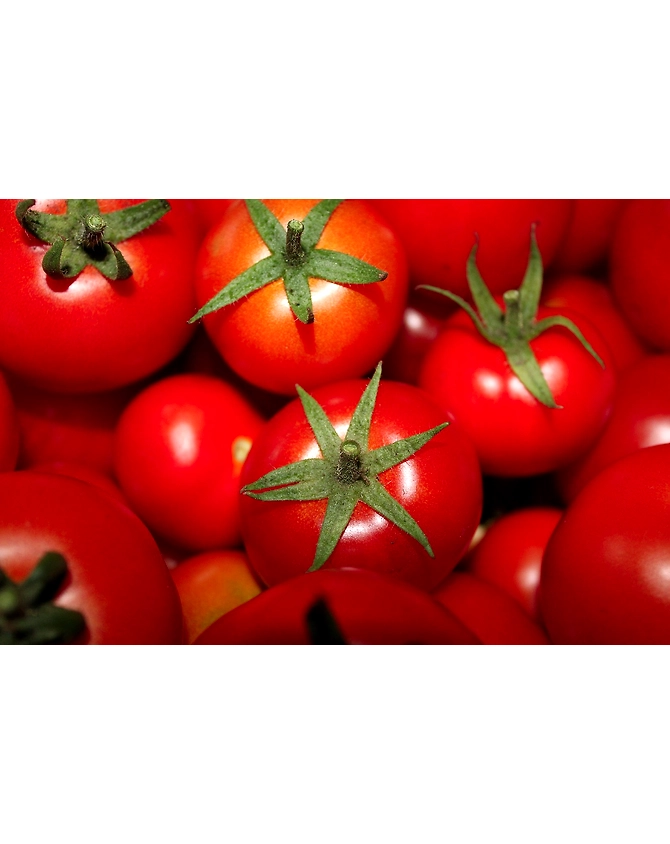 Tomato-MCDC-190