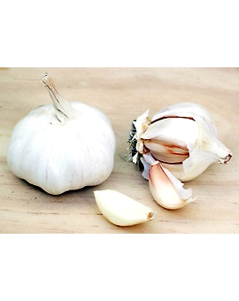 Garlic