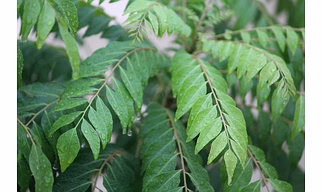 Kadipatta