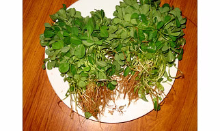 Methi