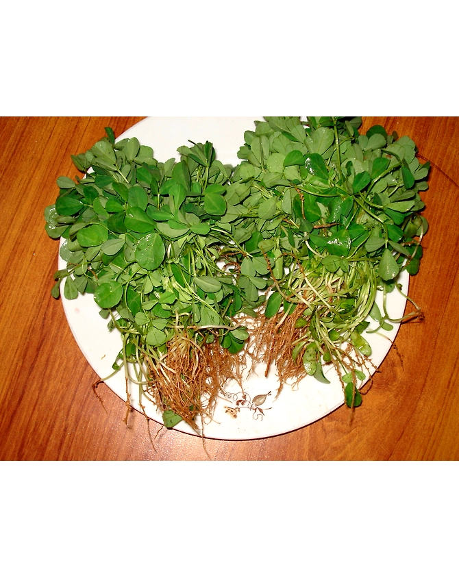 Methi-MCDC-232