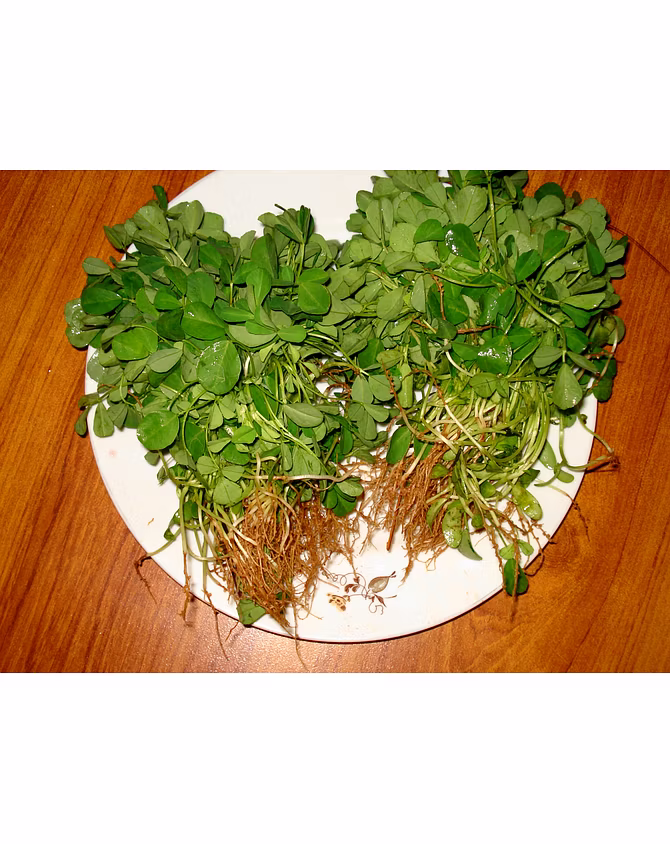Methi-MCDC-235