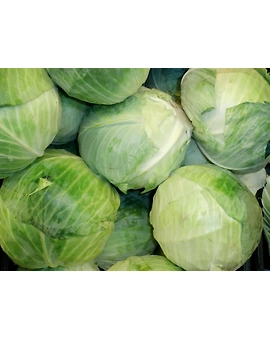 Cabbage