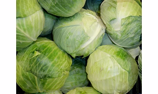 Cabbage