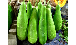 Bottle gourd