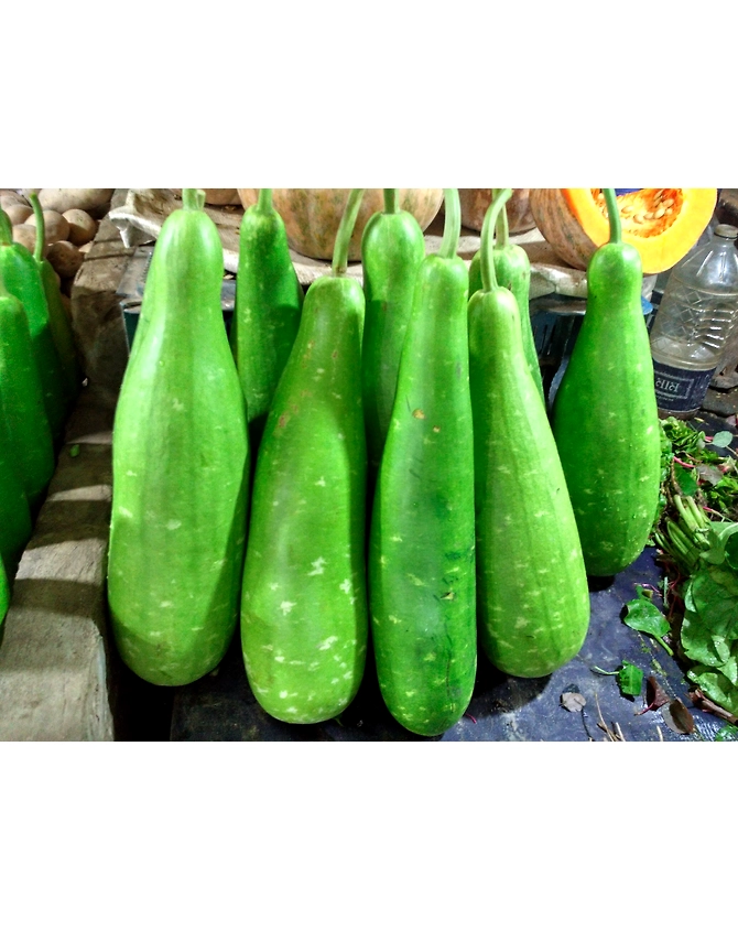 Bottle gourd-MCDC-250