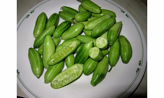 Coccinia