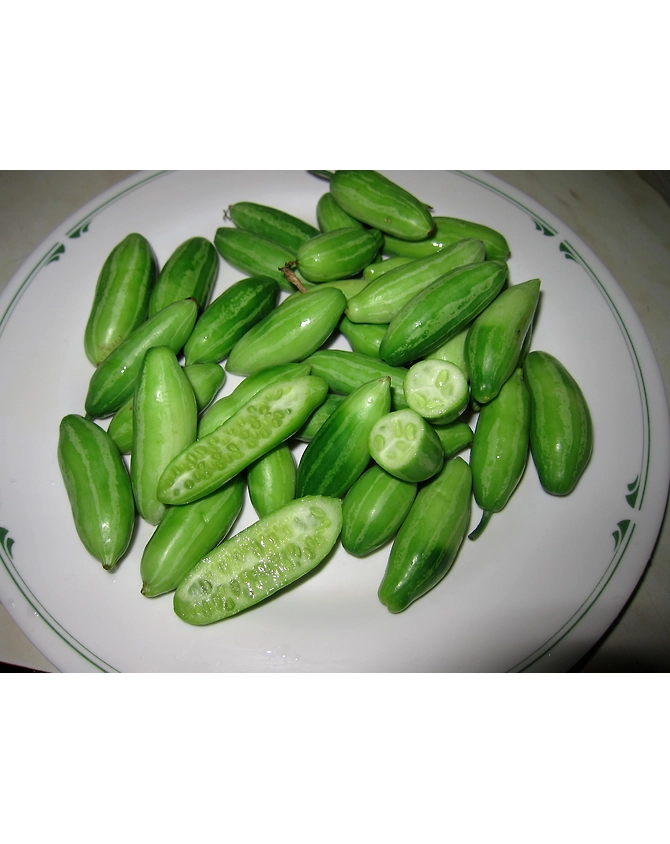 Coccinia-MCDC-267