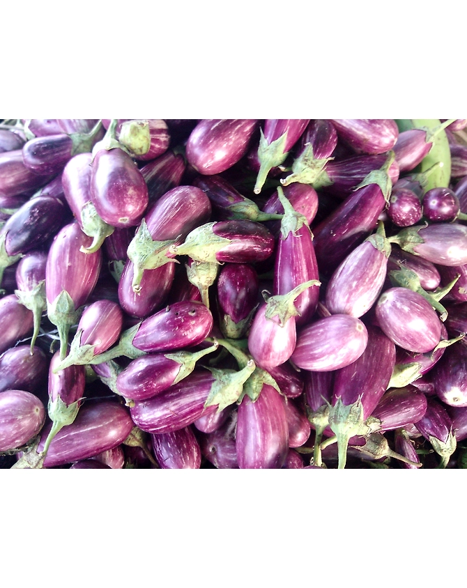 Brinjal-regular-MCDC-279