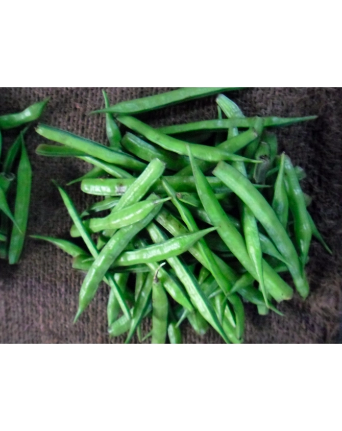 Cluster bean-MCDC-286
