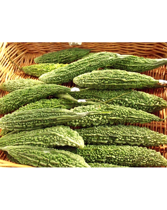 Bitter-gourd-MCDC-295