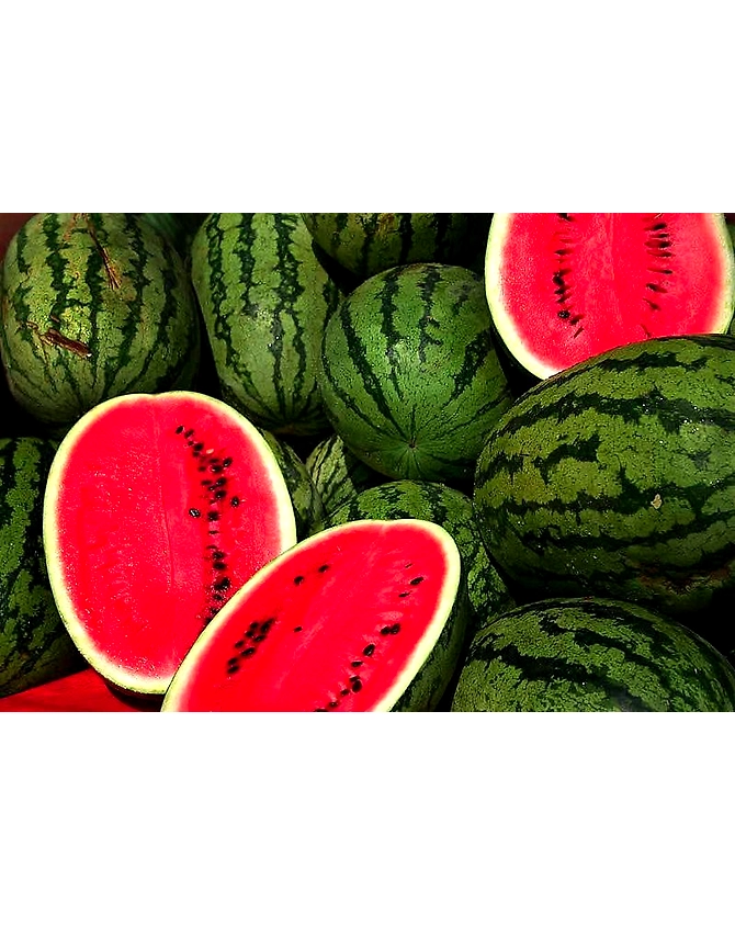 Watermelon-MCDC-312