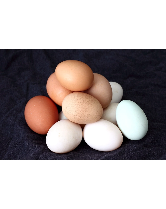 Eggs-MCDC-359