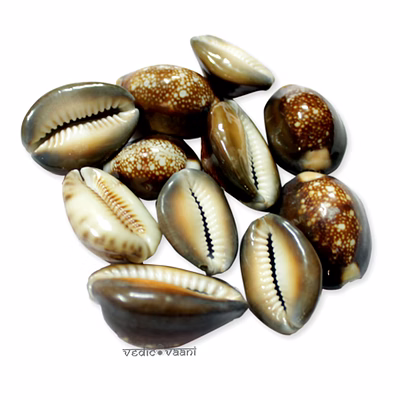 vedic vaani™ cowrie shell brown