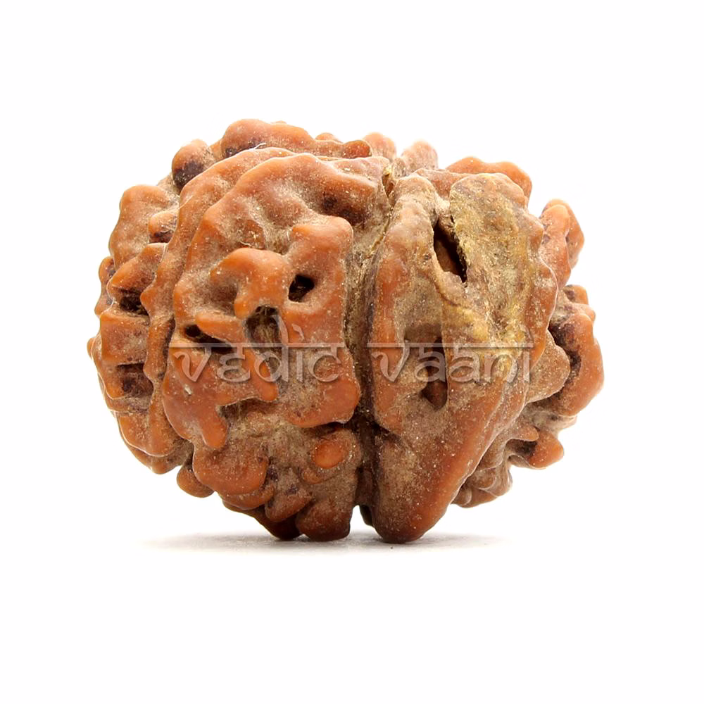 EkDanta Ganesh Rudraksha image 4