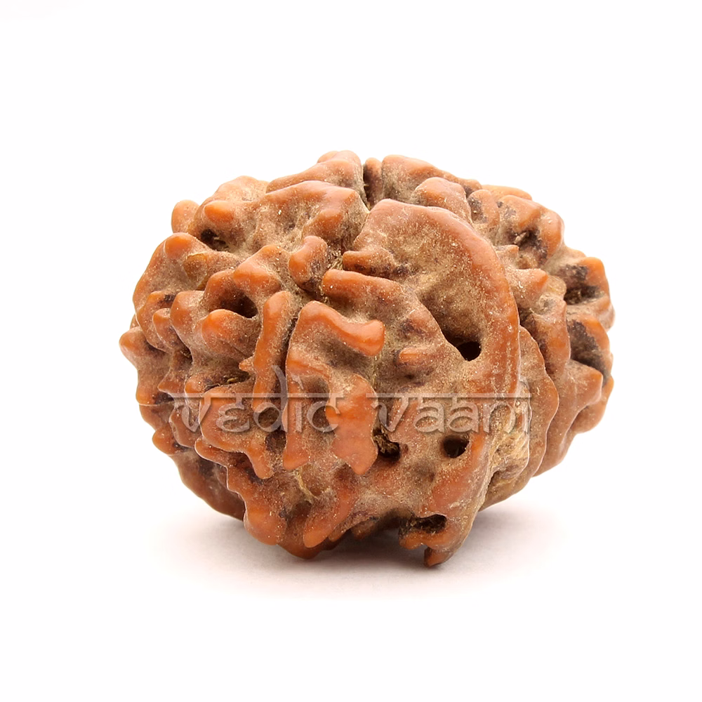 EkDanta Ganesh Rudraksha image 3