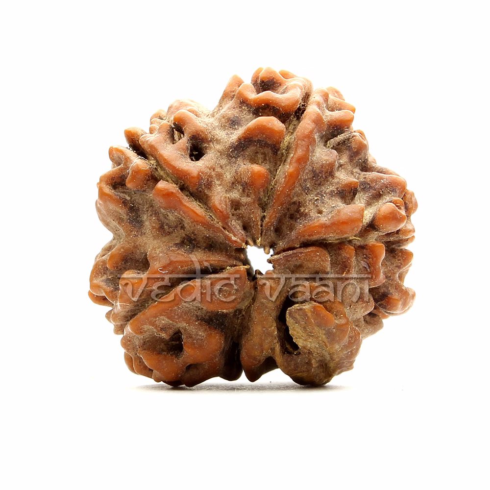 EkDanta Ganesh Rudraksha image 2