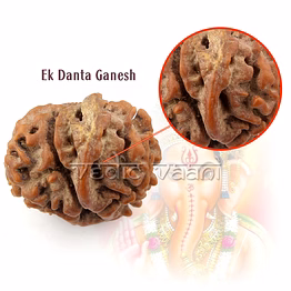 vedic vaani™ ekdanta ganesh rudraksha