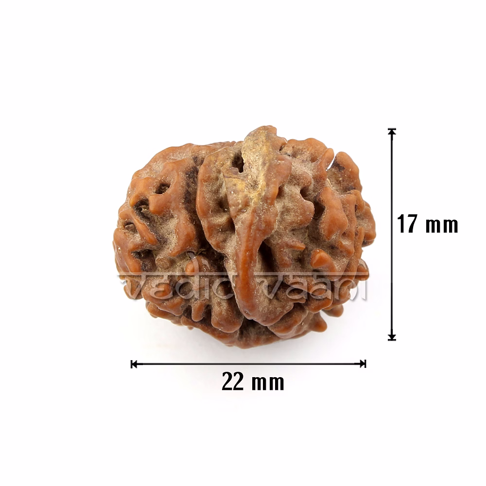 EkDanta Ganesh Rudraksha image 5