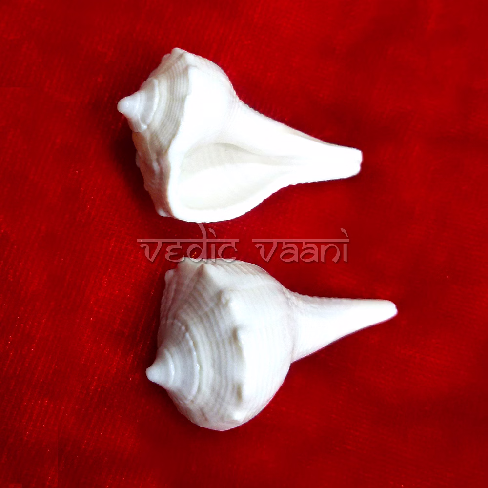 vedic vaani™ right hand small puja shankh