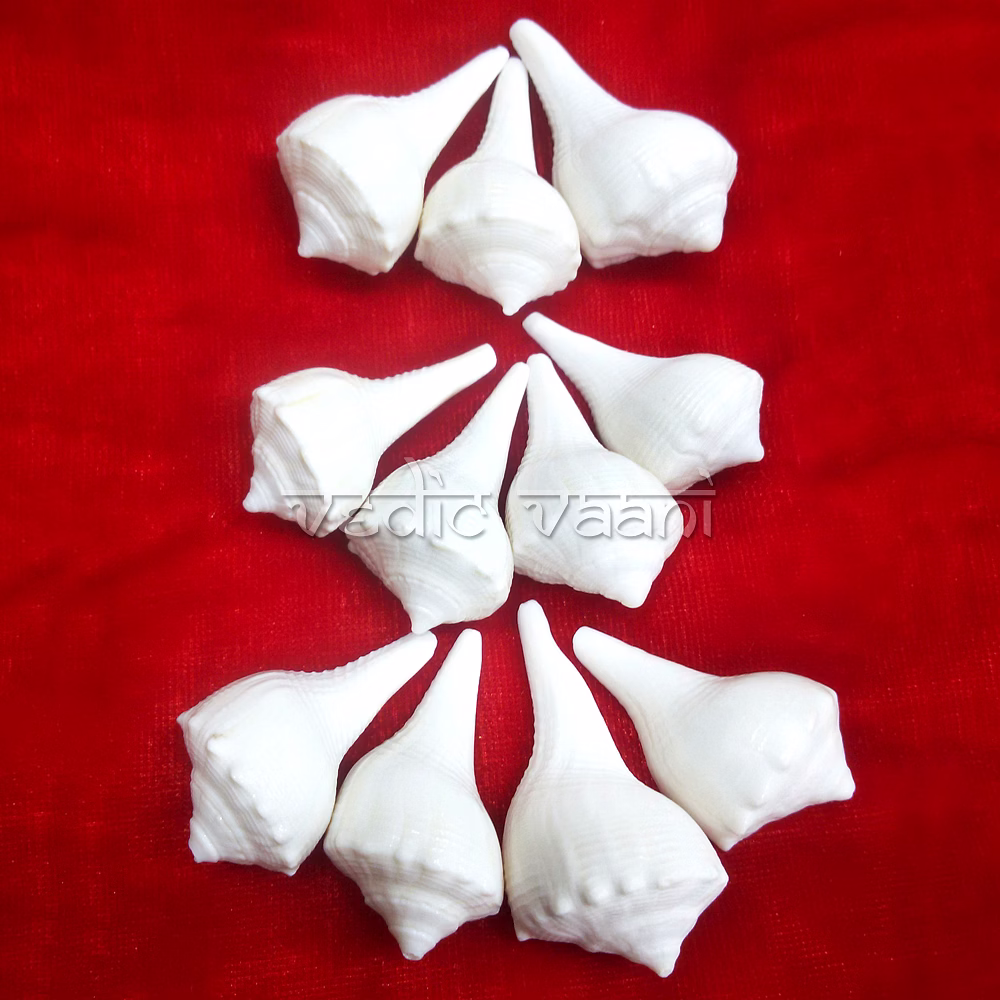 Right Hand Small Puja Shankh image 3