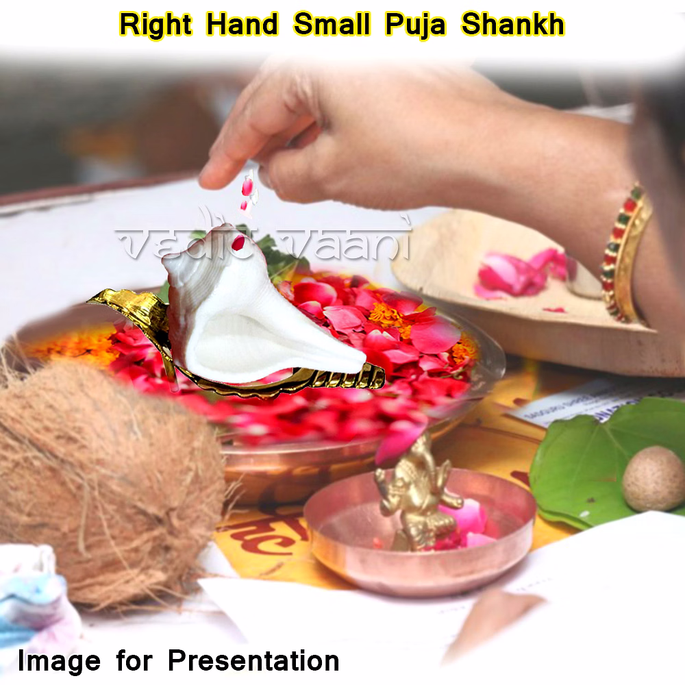 Right Hand Small Puja Shankh image 6