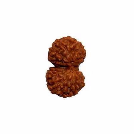 vedic vaani™ gauri shankar java rudraksha
